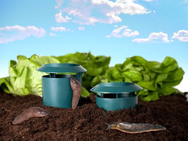 Garden Vegetable Garden Snail Trap - Small Pet Homes