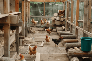 How to Clean a Chicken Coop: The Simple Routine Backyard Owners Rely On - Small Pet Homes