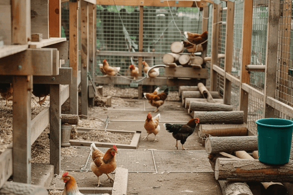 How to Clean a Chicken Coop: The Simple Routine Backyard Owners Rely On - Small Pet Homes