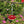 Ant and Bee Proof Hummingbird and Bird Feeder - Small Pet Homes