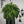 Artificial Fern Flower Arrangement Green Plant Plastic Crafts - Small Pet Homes