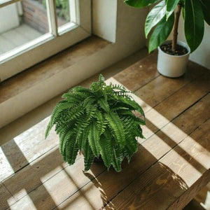 Artificial Fern Flower Arrangement Green Plant Plastic Crafts - Small Pet Homes