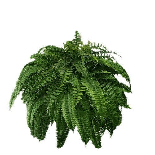 Artificial Fern Flower Arrangement Green Plant Plastic Crafts - Small Pet Homes