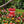 Bee - Proof Hummingbird Feeder – Outdoor Hanging Feeder with Perch & Leak - Free Design - Small Pet Homes
