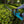 Cordless Hedge Trimmer (2000W) – Electric and Battery Operated – 510mm Blade, 18V Compatible - Small Pet Homes