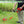 Cordless Telescopic Grass Trimmer 20 V – Adjustable Battery Weed Eater, 12‑Inch Cut - Small Pet Homes