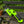 Electric Dual - Purpose Hedge & Pruning Shears - Small Pet Homes