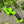 Electric Dual - Purpose Hedge & Pruning Shears - Small Pet Homes