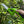 Electric Dual - Purpose Hedge & Pruning Shears - Small Pet Homes