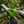 Electric Dual - Purpose Hedge & Pruning Shears - Small Pet Homes