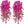 Morning Glory Wall Hanging Rattan Decorative Outdoor - Small Pet Homes