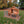 Small Wooden Chicken Pen – Cozy, Secure and Portable Hen Coop and Run - Small Pet Homes